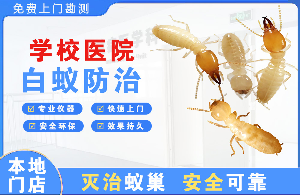 珠海学校医院白蚁防治